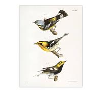 Artery8 James Ellsworth De Kay Trio of Warbler Birds Wall Art Print in White | Size: W24" x H32" Artery8 White W24" x H32"