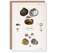 Artery8 James Ellsworth De Kay Various Types of Seashells Blank Art Greeting Card