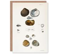 Artery8 James Ellsworth De Kay Various Types of Seashells Blank Art Greeting Card