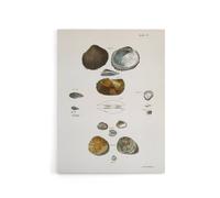 Artery8 James Ellsworth De Kay Various Types of Seashells Canvas Art Print in White | Size: W18" x H24" Artery8 White W18" x H24"