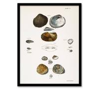 Artery8 James Ellsworth De Kay Various Types of Seashells Framed Art Print in White | Size: A4 Artery8 White A4