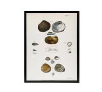 Artery8 James Ellsworth De Kay Various Types of Seashells Framed Canvas Art in White | Size: W24" x H32" Artery8 White W24" x H32"