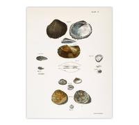 Artery8 James Ellsworth De Kay Various Types of Seashells Wall Art Print in White | Size: W24" x H32" Artery8 White W24" x H32"