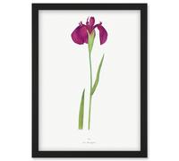 Artery8 Japan Water Iris Flower Floral Stem Illustration on White Artwork Framed Wall Art Print A4 in Black Artery8 Black