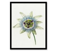 Artery8 Jean Bernard Framed Wall Art Passion Flower Bloom Floral Drawing in White | Size: A3 Artery8 White A3