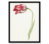 Artery8 Jean Bernard Framed Wall Art Print Pink Tulip Flower Drawing in White | Size: A4 Artery8 White A4