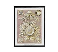 Artery8 Jellyfish Discomedusae Vintage Haeckel Black Framed Canvas Wall Art in White | Size: W18" x H24" Artery8 White W18" x H24"