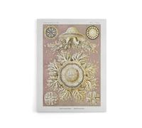 Artery8 Jellyfish Discomedusae Vintage Haeckel Canvas Wall Art in White | Size: W12" x H16" Artery8 White W12" x H16"