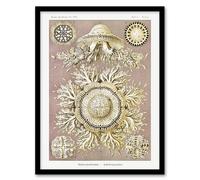 Artery8 Jellyfish Discomedusae Vintage Haeckel Framed Wall Art Print in White | Size: W12" x H16" Artery8 White W12" x H16"
