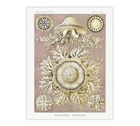 Artery8 Jellyfish Discomedusae Vintage Haeckel Wall Art Print Poster in White | Size: W12" x H16" Artery8 White W12" x H16"