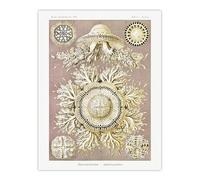 Artery8 Jellyfish Discomedusae Vintage Unframed Wall Art Print Poster 12X16 Artwork By Haeckel : Jellyfish Marine Artwork Suited For Study Or Hallway Showcasing Elegant Motion And Luminous Tones