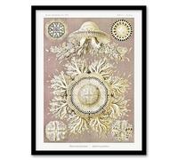 Artery8 Jellyfish Discomedusae Vintage Wall Art Print Framed Poster 12x16 inch Artwork By Haeckel : Jellyfish Marine Artwork Suited For Study Or Hallway Showcasing Elegant Motion And Luminous Tones