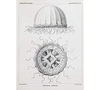 Artery8 Jellyfish Medusae Plate 03 Nature Biology Painting Art Print Canvas Premium Wall Decor Poster Mural