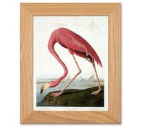 Artery8 John James Audubon - American Flamingo | Oak Wood Framed Wall Art Print