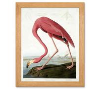 Artery8 John James Audubon - American Flamingo | Oak Wood Framed Wall Art Print
