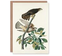 Artery8 John James Audubon Art Card Birds of America Pigeon Hawk in White Artery8 White