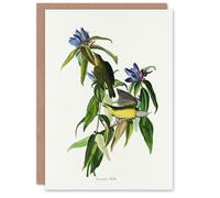 Artery8 John James Audubon Art Card Connecticut Warbler Bird