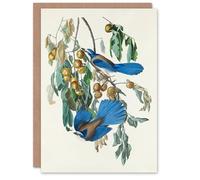 Artery8 John James Audubon Art Card Florida Jay and Persimmon Tree