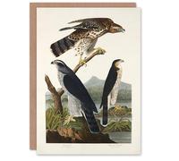 Artery8 John James Audubon Art Card Goshawk and Stanley Hawk