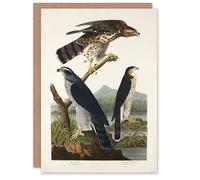 Artery8 John James Audubon Art Card Goshawk and Stanley Hawk