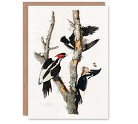 Artery8 John James Audubon Art Card Ivory Billed Woodpecker