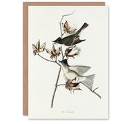 Artery8 John James Audubon Art Card Pewit Flycatcher Birds