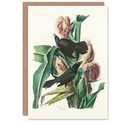 Artery8 John James Audubon Art Card Purple Grackle Crow Blackbird