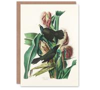 Artery8 John James Audubon Art Card Purple Grackle Crow Blackbird