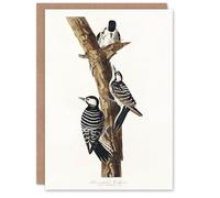Artery8 John James Audubon Art Card Red Cockaded Woodpecker