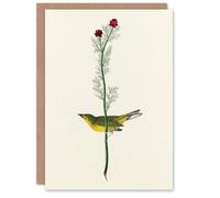 Artery8 John James Audubon Art Card Selbys Flycatcher Bird