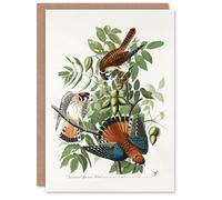 Artery8 John James Audubon Art Card Sparrow Hawk on Walnut Tree