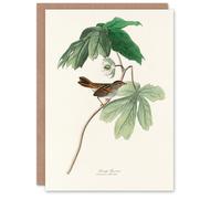 Artery8 John James Audubon Art Card Swamp Sparrow and Mayapple Plant