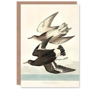 Artery8 John James Audubon Art Card Townsend Sandpiper Bird