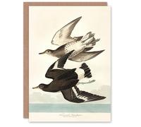 Artery8 John James Audubon Art Card Townsend Sandpiper Bird