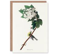 Artery8 John James Audubon Art Card Yellow Throated Vireo Bird