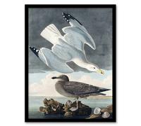 Artery8 John James Audubon Framed Wall Art Birds of America Herring Gull in Grey | Size: A3 Artery8 Grey A3