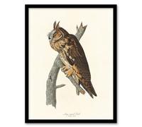 Artery8 John James Audubon Framed Wall Art Birds Of America Long Eared Owl - A4 Size