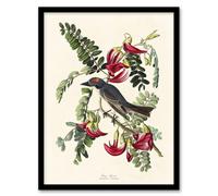 Artery8 John James Audubon Framed Wall Art Birds Of America Piping Flycatcher - A3 Size