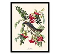 Artery8 John James Audubon Framed Wall Art Birds of America Piping Flycatcher in White | Size: A3 Artery8 White A3