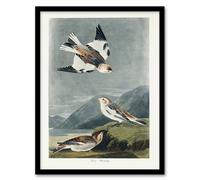 Artery8 John James Audubon Framed Wall Art Birds Of America Snow Bunting - A4 Size