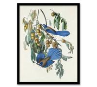 Artery8 John James Audubon Framed Wall Art Florida Jay And Persimmon Tree - A4 Size