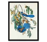 Artery8 John James Audubon Framed Wall Art Florida Jay & Persimmon Tree in White | Size: A3 Artery8 White A3