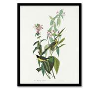 Artery8 John James Audubon Framed Wall Art Green Black Capped Flycatcher - A3 Size