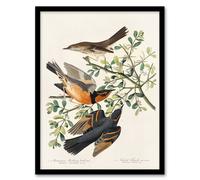 Artery8 John James Audubon Framed Wall Art Mountain Mocking Bird & Thrush in White | Size: A3 Artery8 White A3