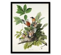 Artery8 John James Audubon Framed Wall Art Print American Robin Birds Nest - A3 Size