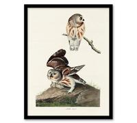 Artery8 John James Audubon Framed Wall Art Print Birds Of America Little Owls in White | Size: A4 Artery8 White A4