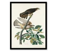 Artery8 John James Audubon Framed Wall Art Print Birds of America Pigeon Hawk in White | Size: A3 Artery8 White A3
