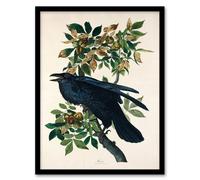 Artery8 John James Audubon Framed Wall Art Print Birds of America Raven in White | Size: A4 Artery8 White A4