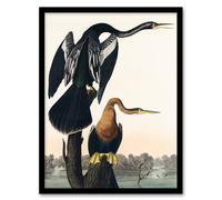 Artery8 John James Audubon Framed Wall Art Print Black Bellied Darter Bird - A4 Size