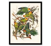 Artery8 John James Audubon Framed Wall Art Print Carolina Parakeet Parrot in White | Size: A3 Artery8 White A3